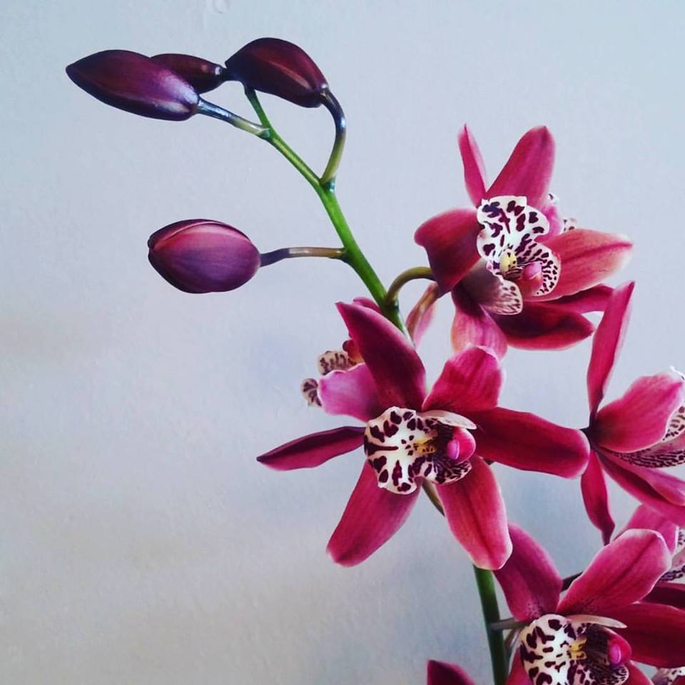 Orquídea Cymbidium